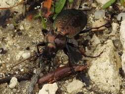 Image of Carabus (Mesocarabus) lusitanicus Fabricius 1801