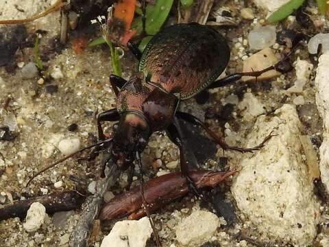 Слика од Carabus (Mesocarabus) lusitanicus Fabricius 1801