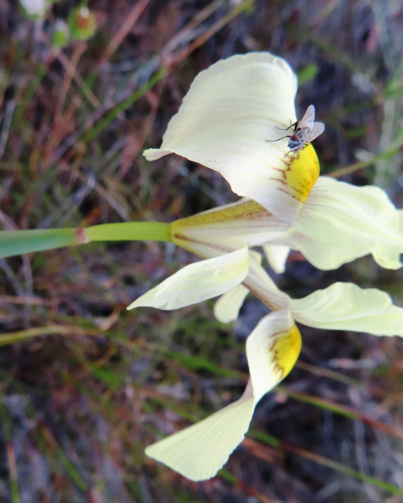 Image of Moraea angusta (Thunb.) Ker Gawl.