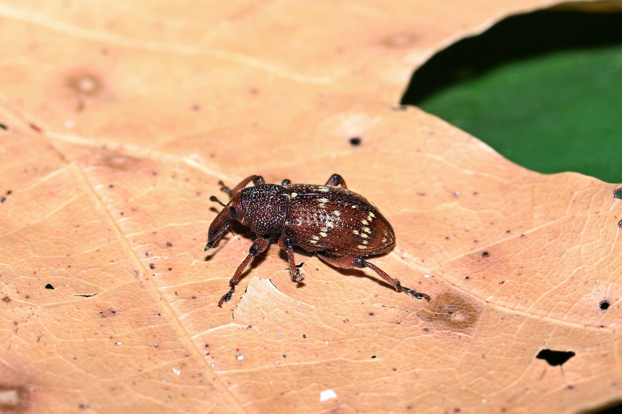 Hylobius transversovittatus (Goeze & J. A. E. 1777) resmi