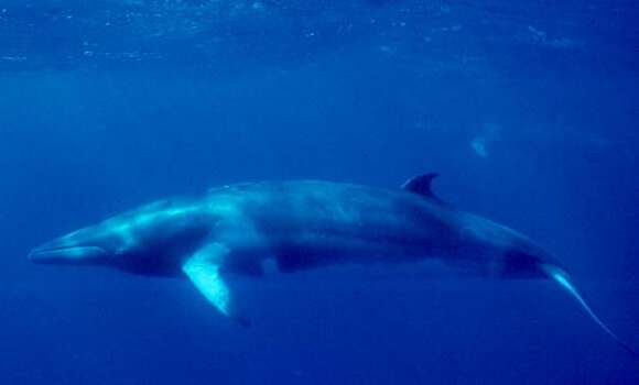 Image of Common Minke Whale