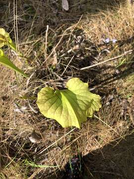 Image of pitcherplant