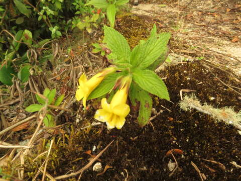 Hemichaena fruticosa Benth. resmi