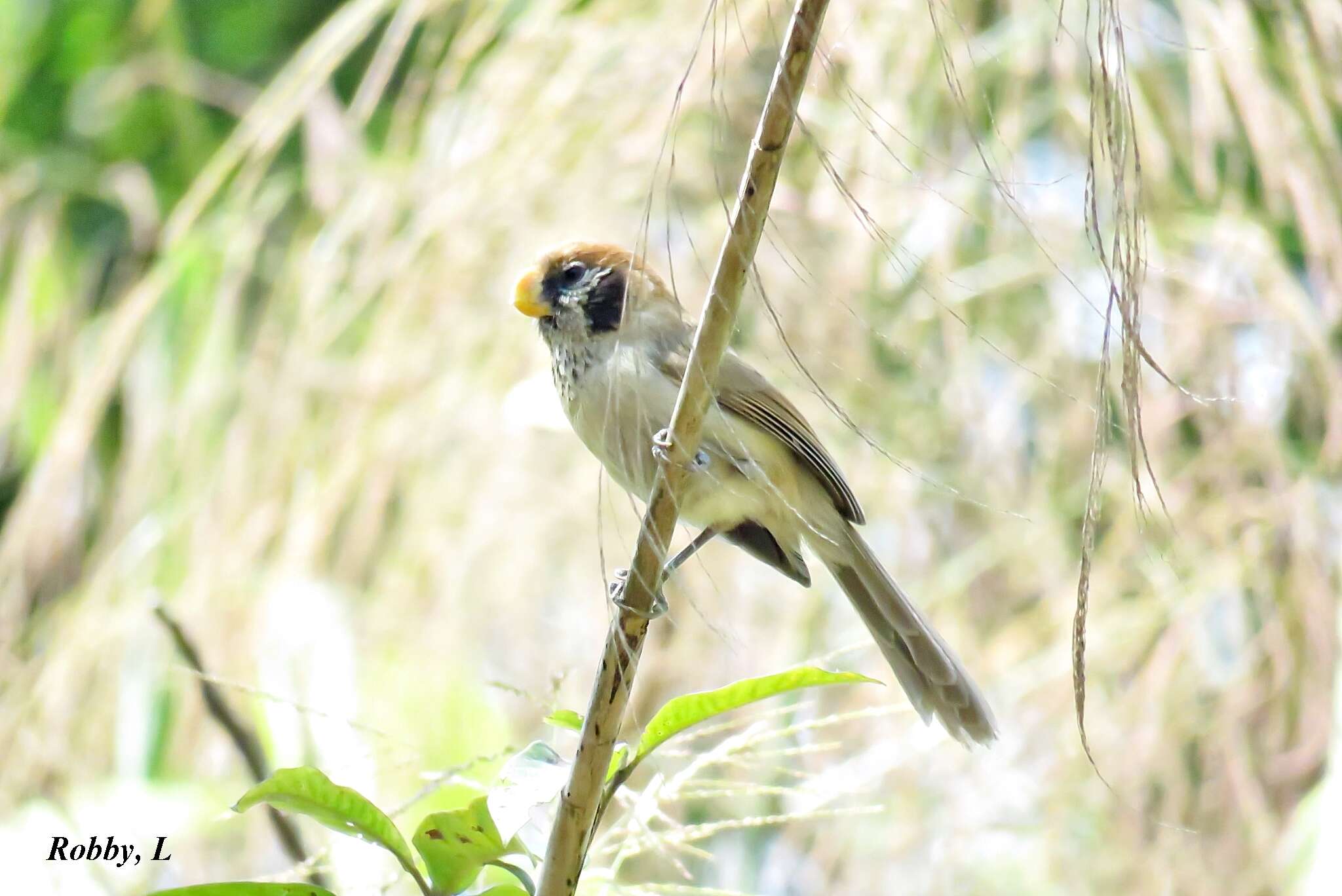 Image of Spot-breasted Parrotbill