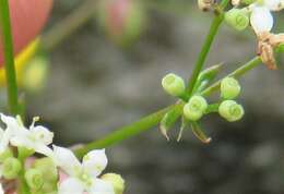 Image of limestone bedstraw