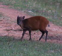 Image of Weyns's Duiker