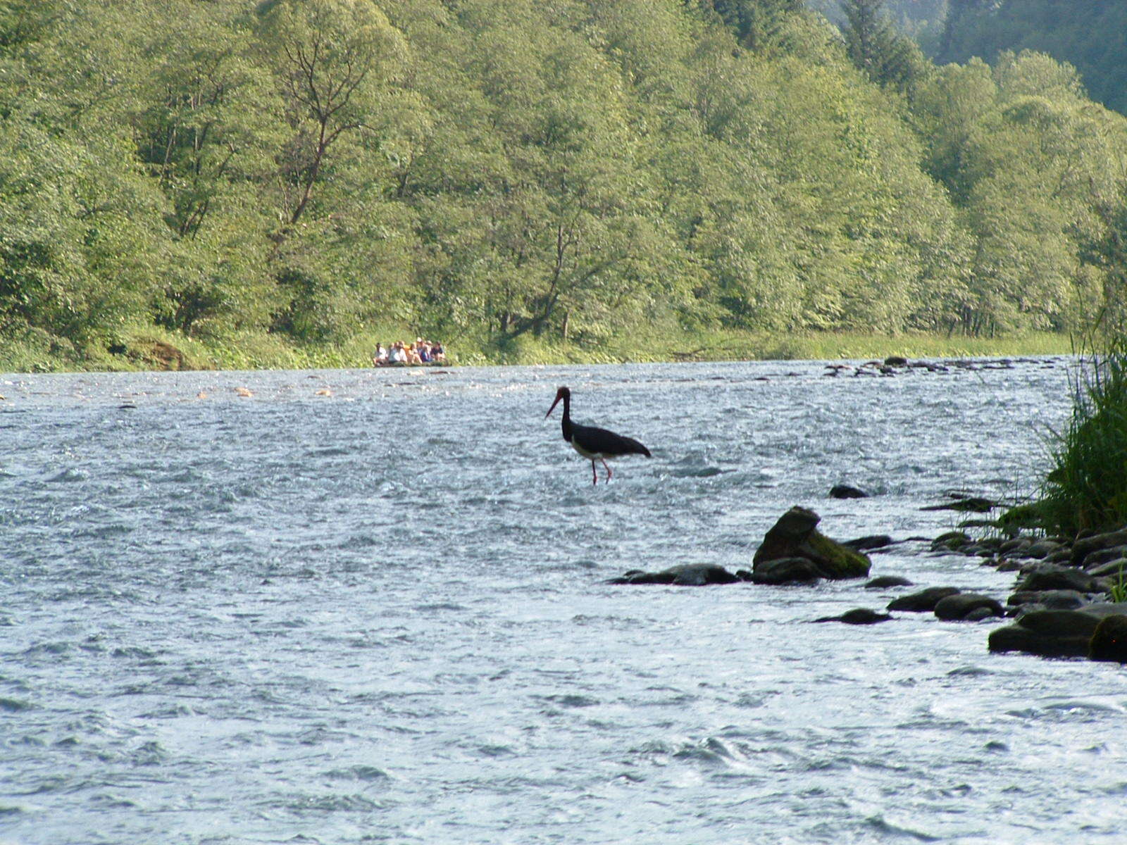 Image de Cigogne noire