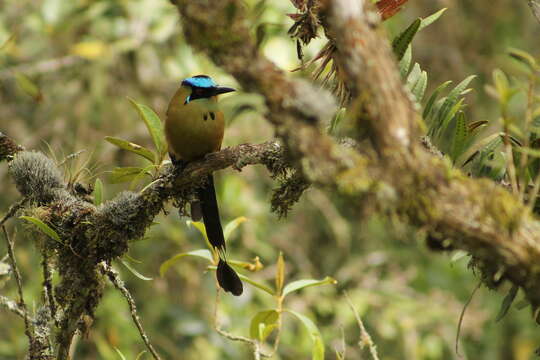 Image of Andean Motmot