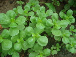 Image of common purslane