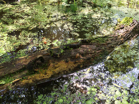 Image of Banded Water Snake