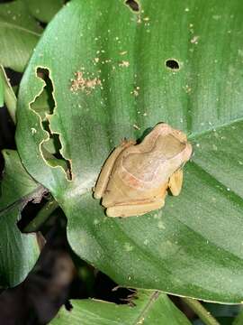 Plancia ëd Trachycephalus coriaceus (Peters 1867)