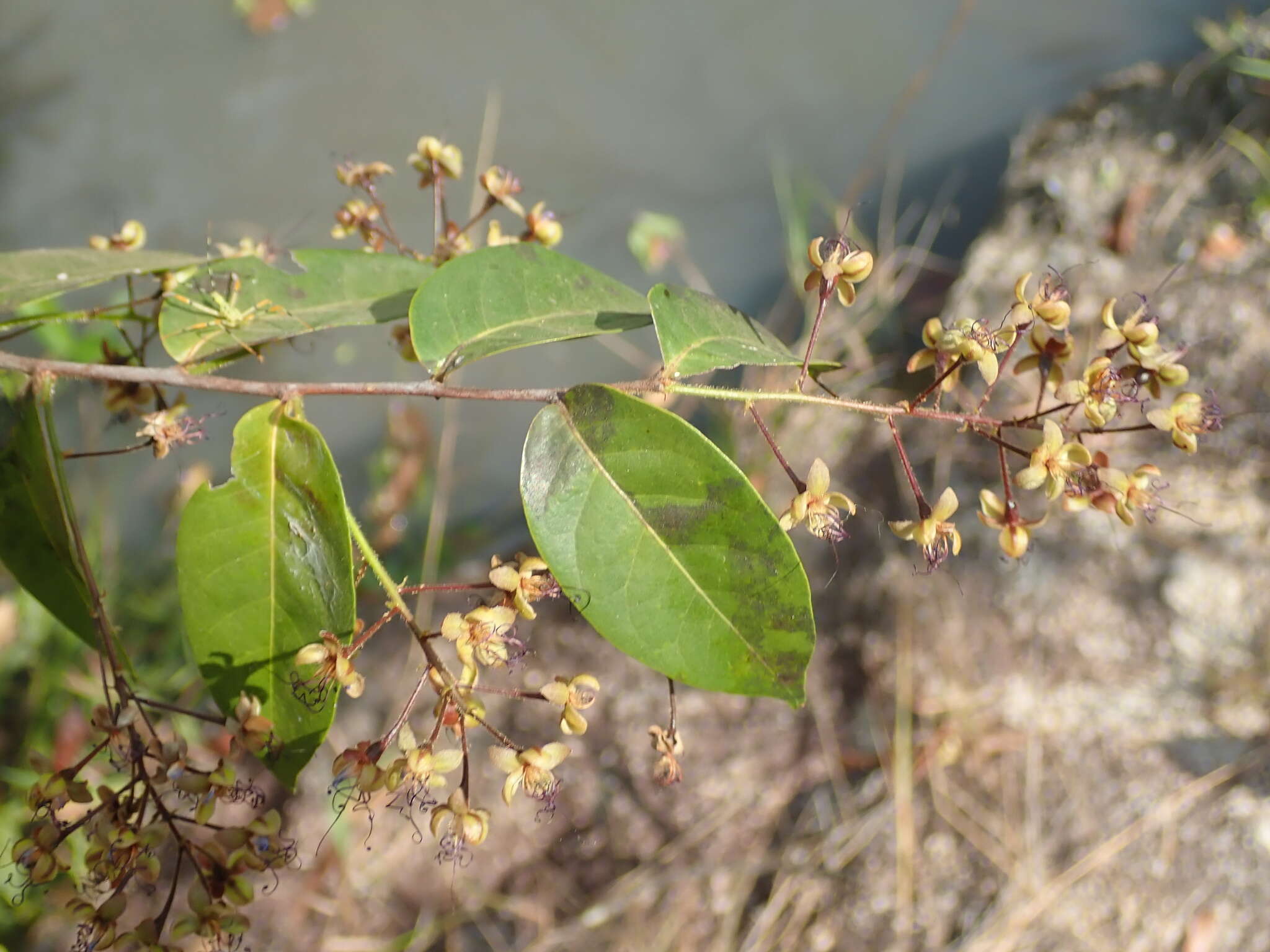 Image of Hirtella gracilipes (Hook. fil.) Prance