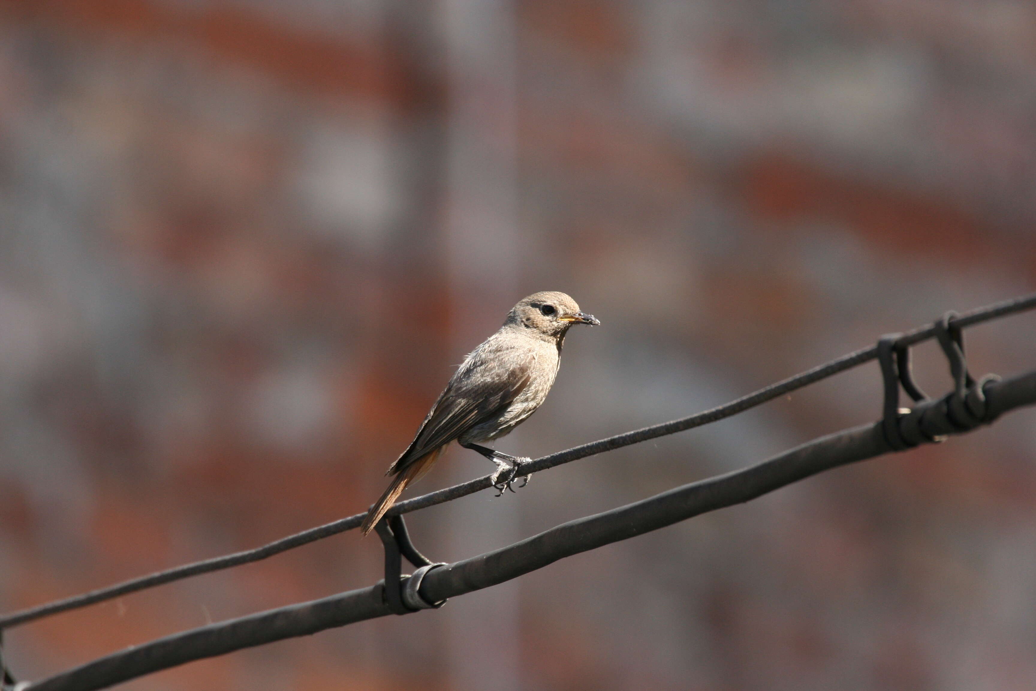 Image of Black Redstart