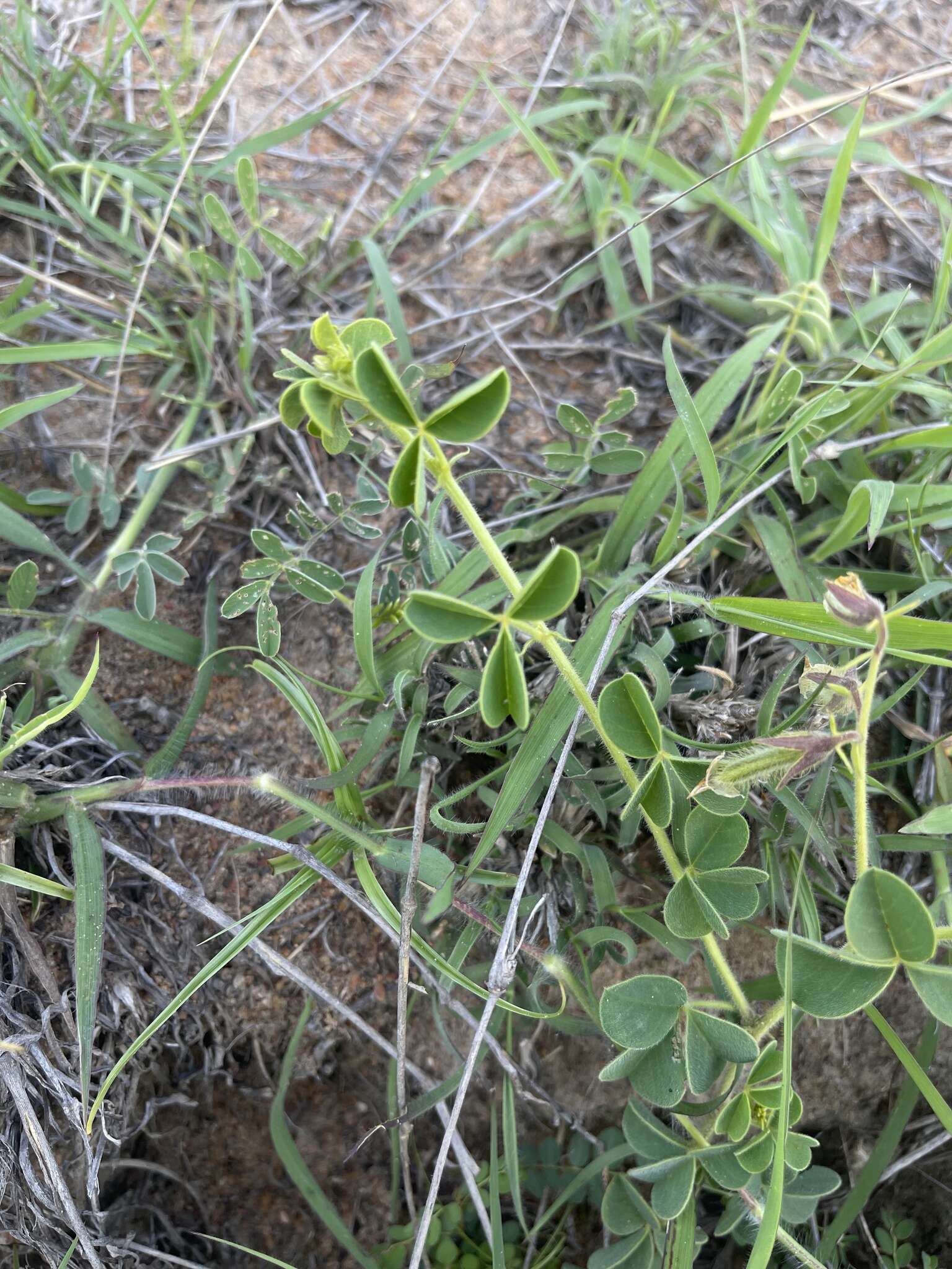 Image of Crotalaria lotoides Benth.