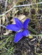 Image of Caladenia gemmata Lindl.