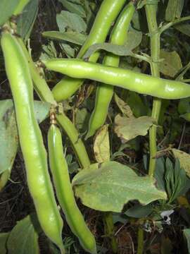 Image of Broad Bean