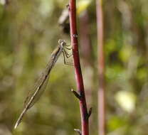 Image of Common Winter Damsel