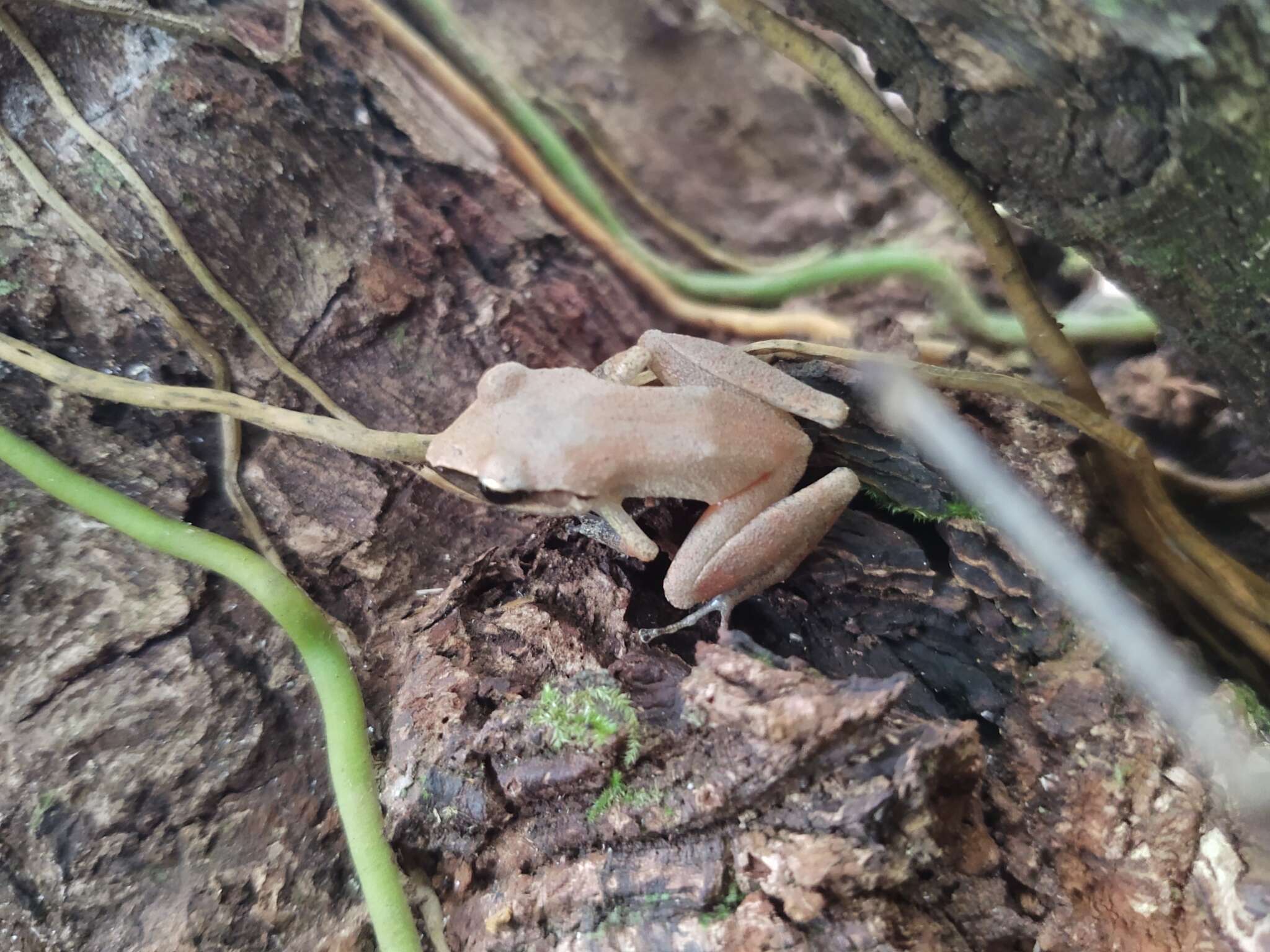 Image of Paraiba Robber Frog