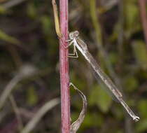 Image of Common Winter Damsel