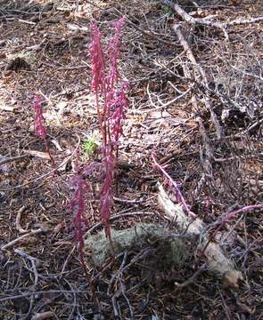 Image of Pacific coralroot