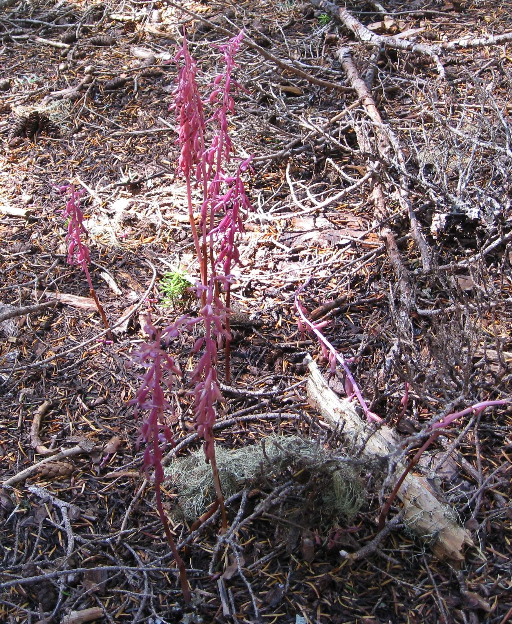 Corallorhiza mertensiana Bong.的圖片