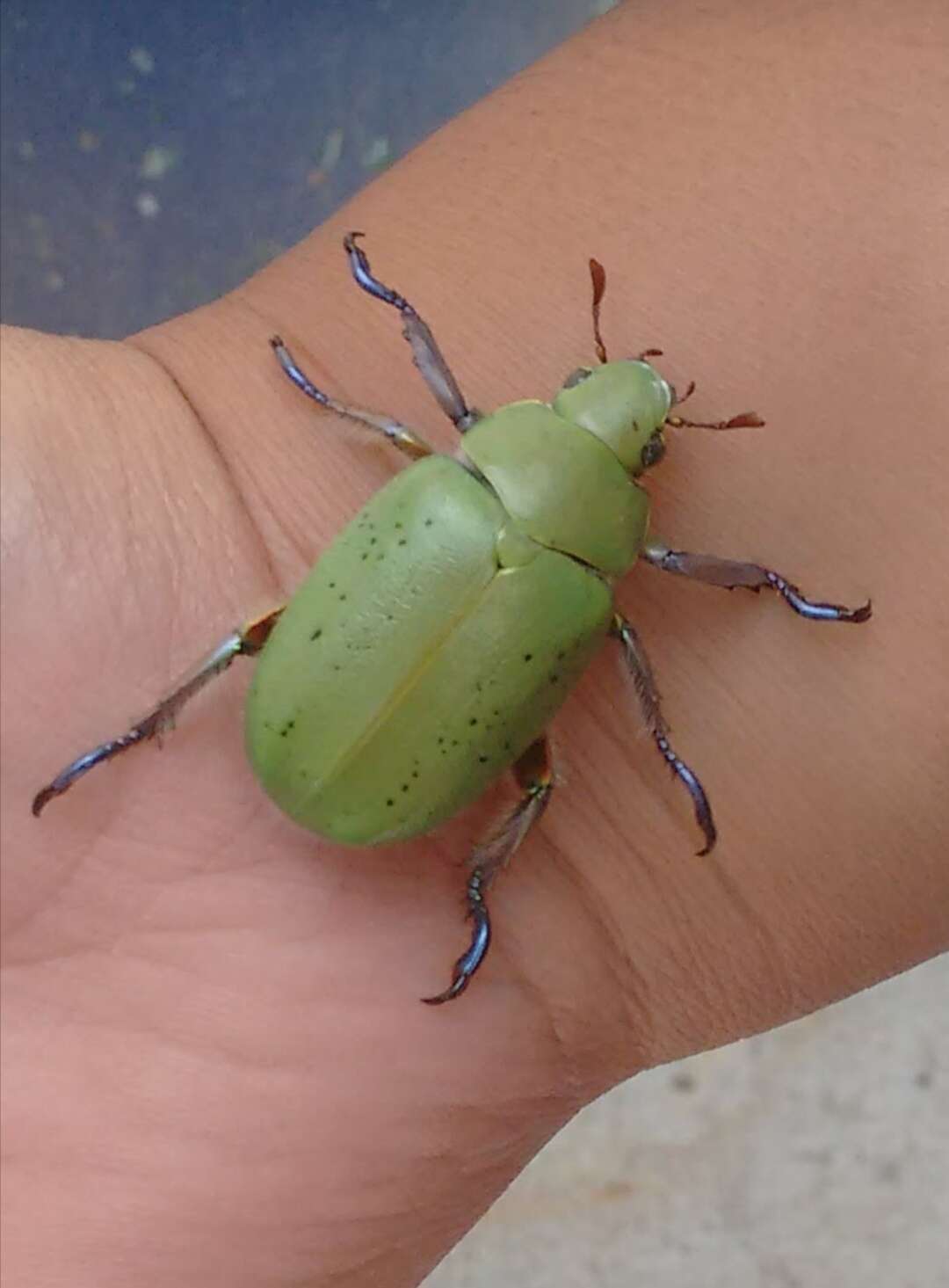 Imagem de Chrysina peruviana Kirby 1828