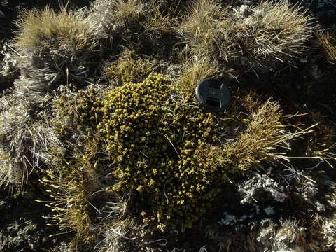 Image of Veronica densifolia F. Muell.