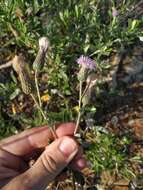 Image of Cirsium arvense var. vestitum Wimmer & Grabowski