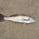 Image of Stripped weakfish