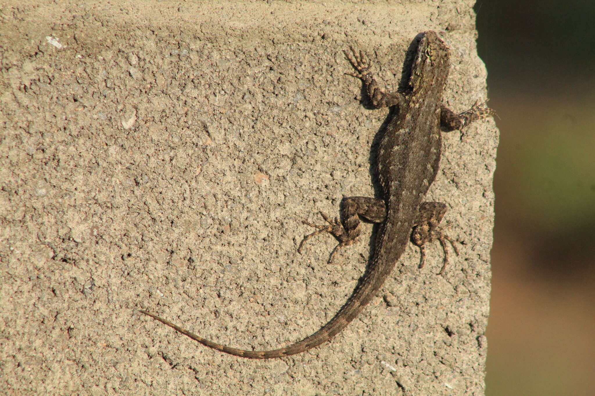 Image of Bell's spiny lizard