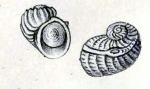 Image of Sinezona cingulata (O. G. Costa 1861)