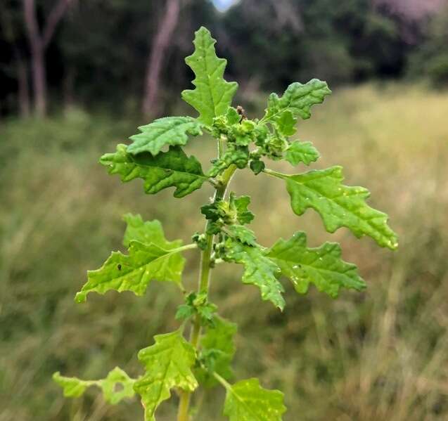 Image of keeled wormseed