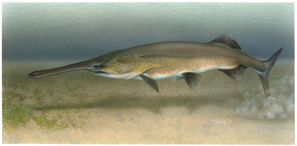 Image of paddlefishes