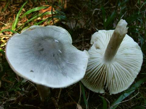 Image of Pluteus