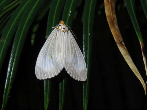 Image of Neochera dominia Walker 1854