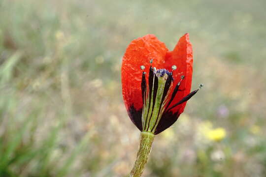 Image of Papaver minus (Bél.) Meikle