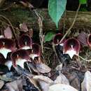 Plancia ëd Aristolochia arborea Linden