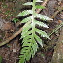 Image of Goniopteris alata (L.) Ching