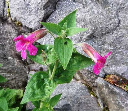 Image of Great Purple Monkey-Flower