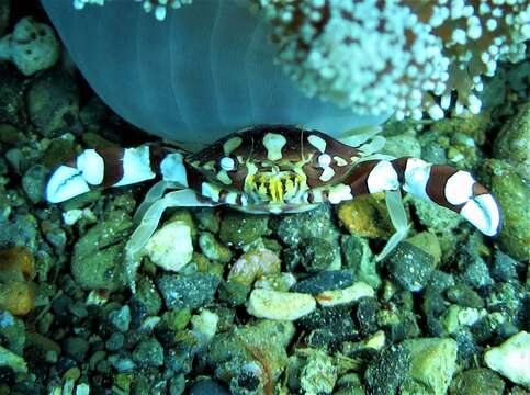 Image of Anemone crab