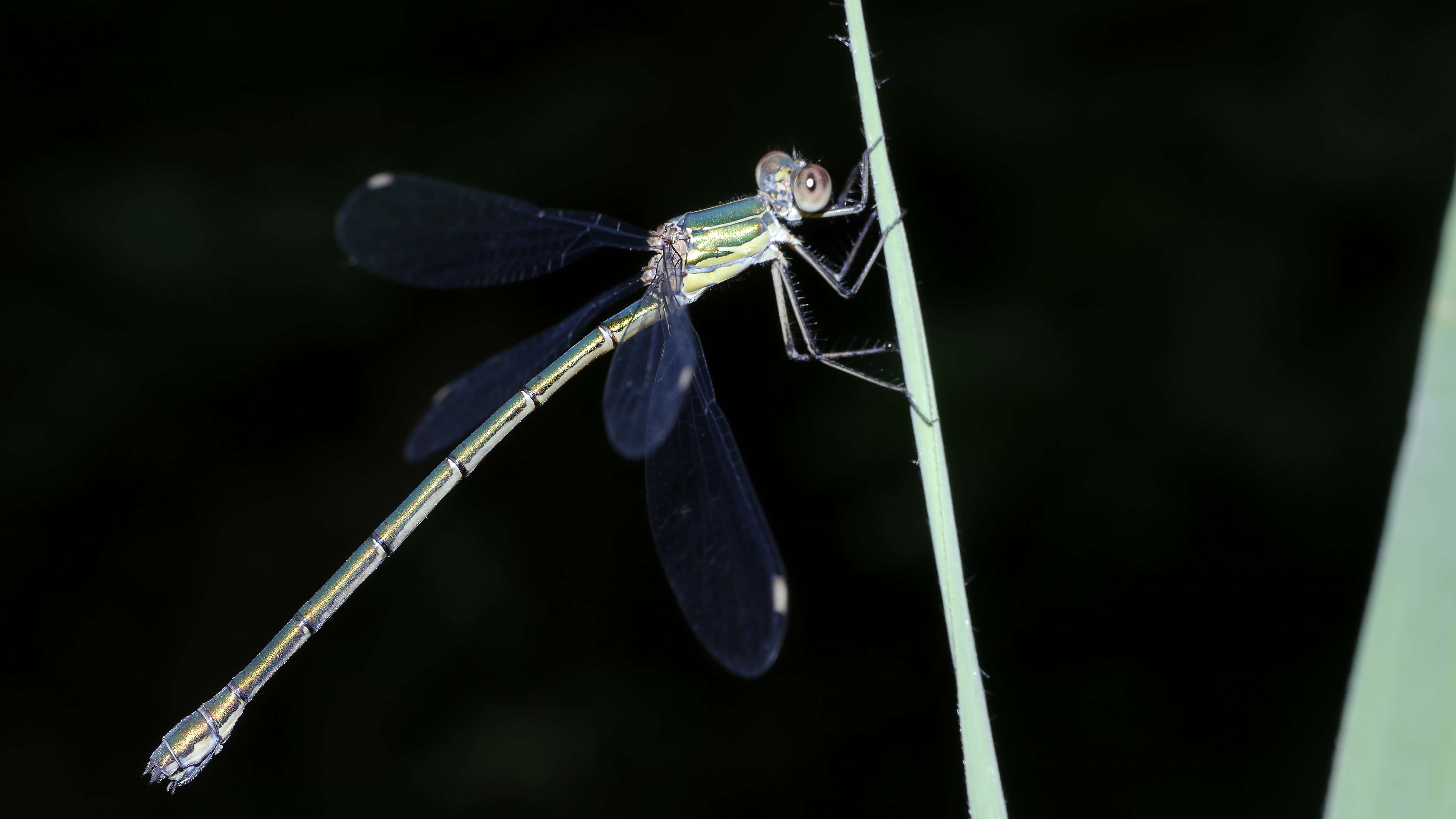 Image of Chalcolestes Kennedy 1920