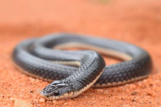 Image of Elapsoidea sundevallii longicauda Broadley 1971