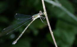 Image of Chalcolestes Kennedy 1920