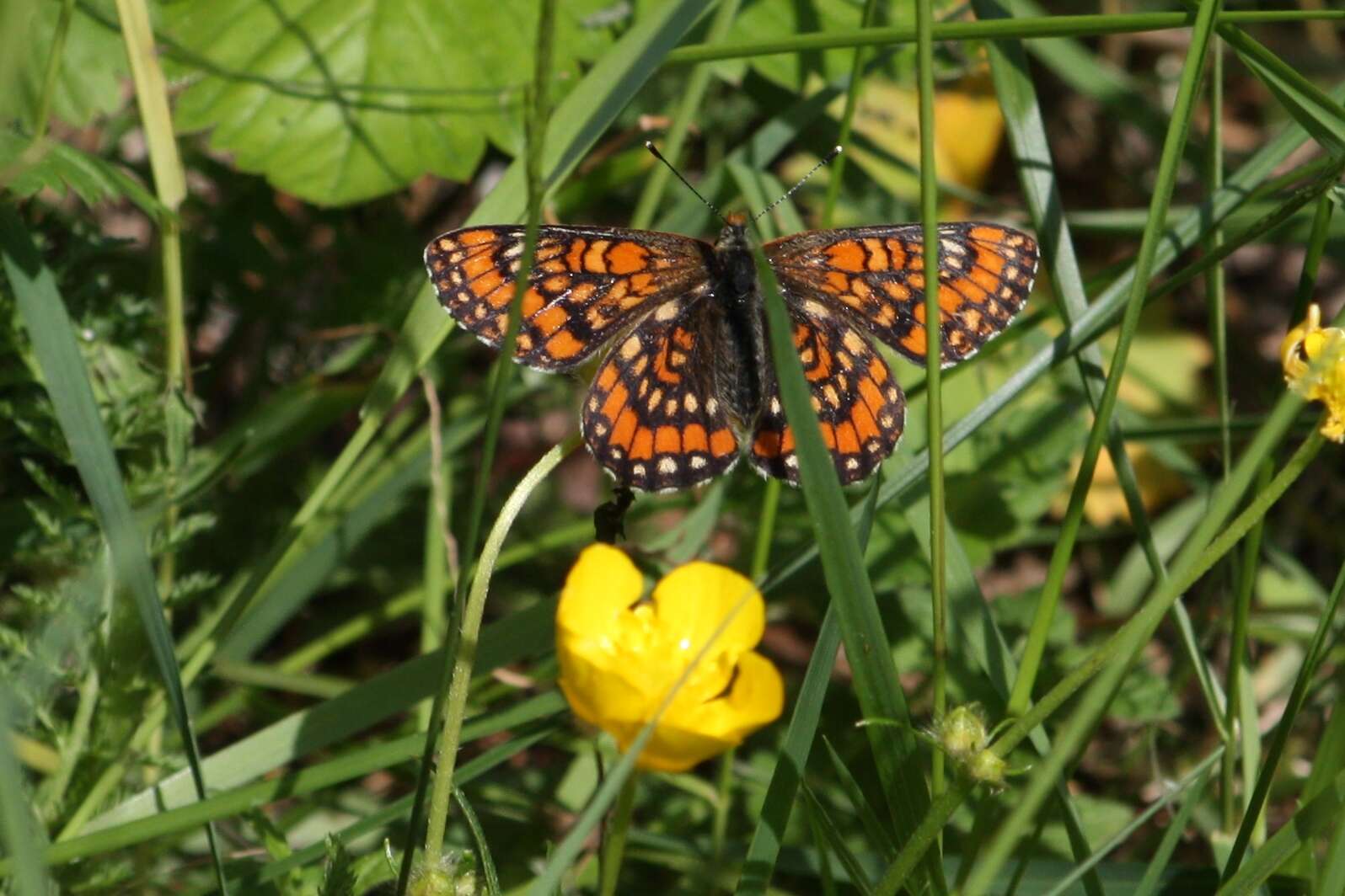 Plancia ëd Euphydryas maturna