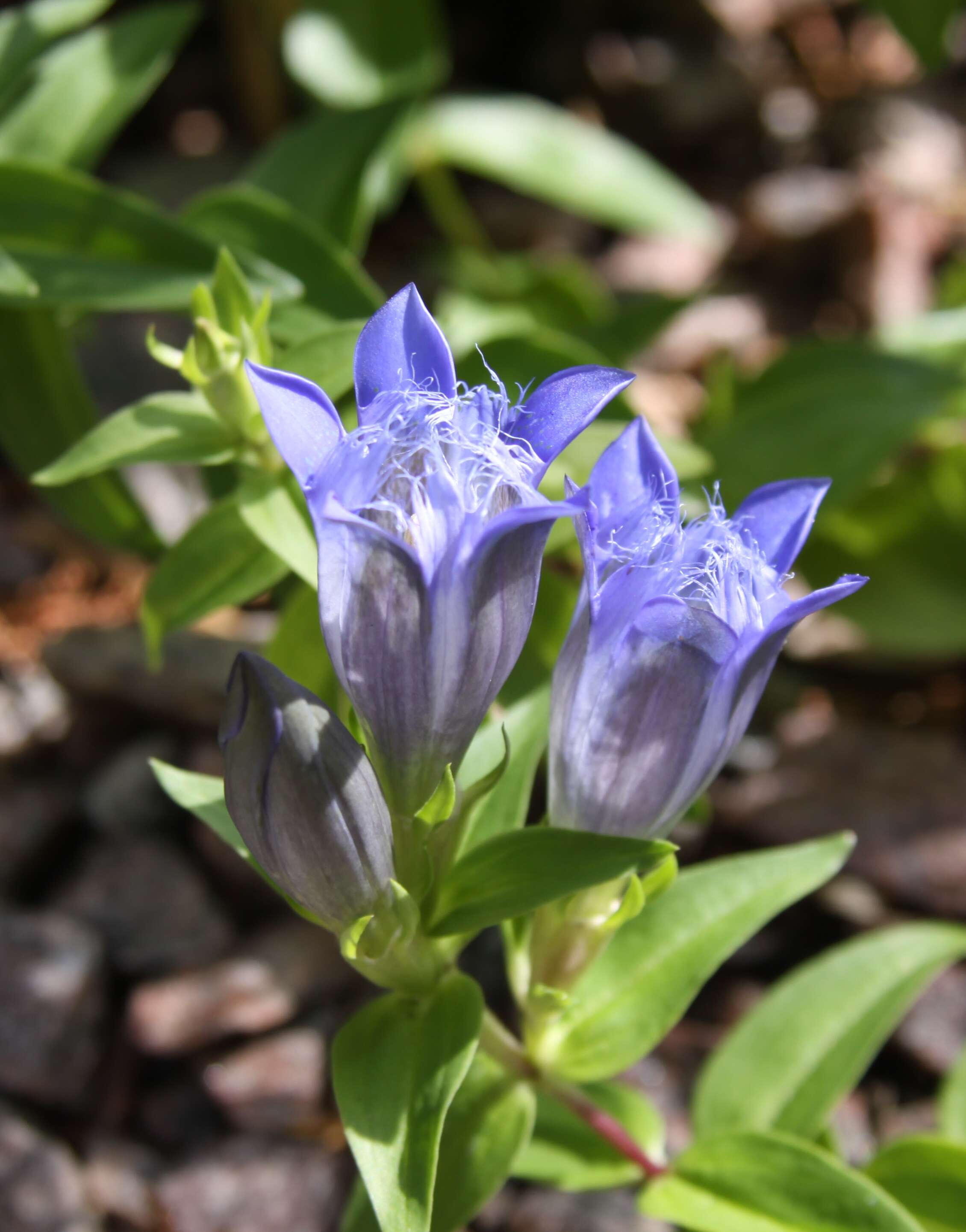 Image of crested gentian