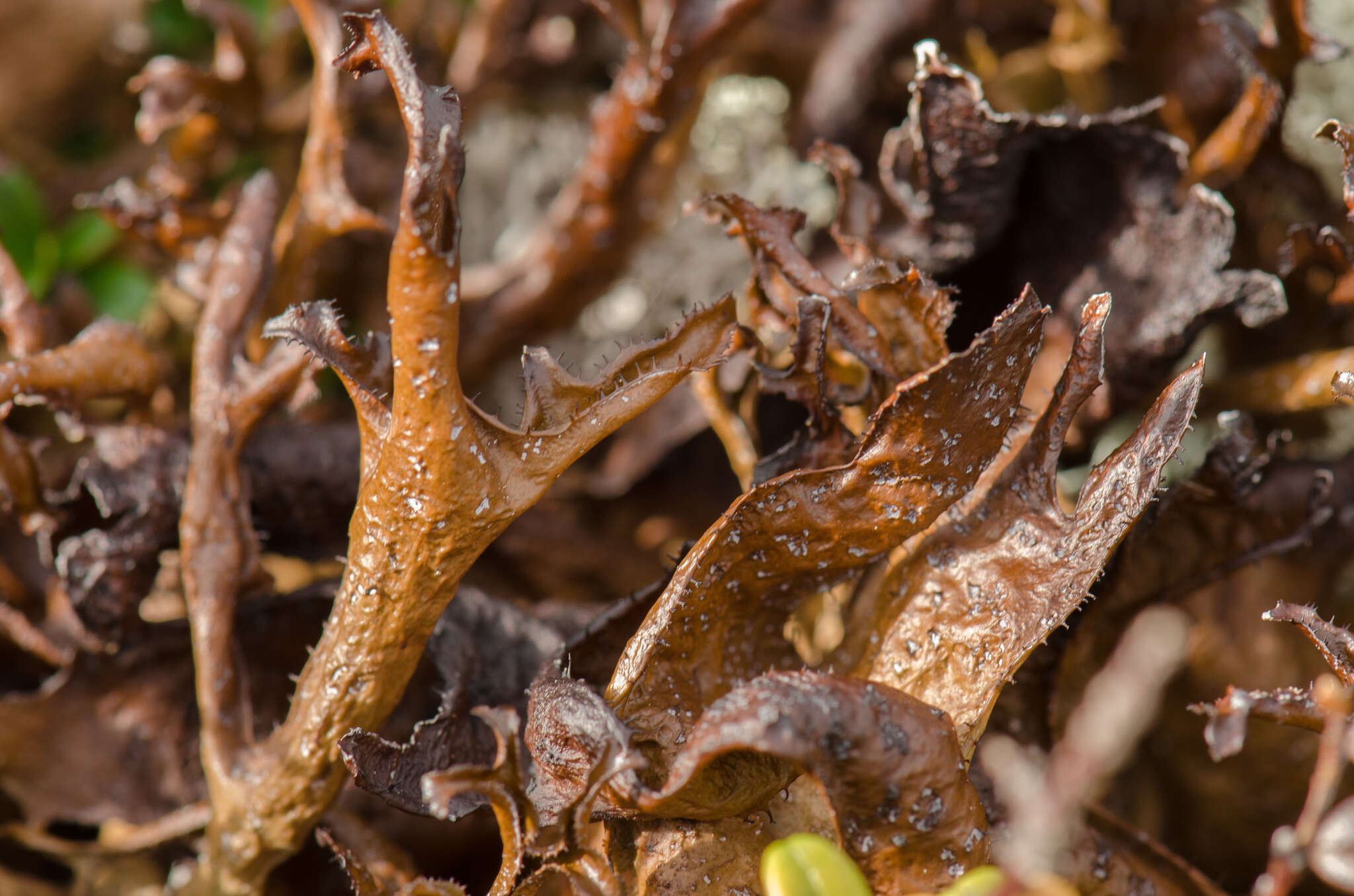 Слика од Cetraria islandica subsp. crispiformis (Räsänen) Kärnefelt