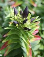 Image of crested gentian