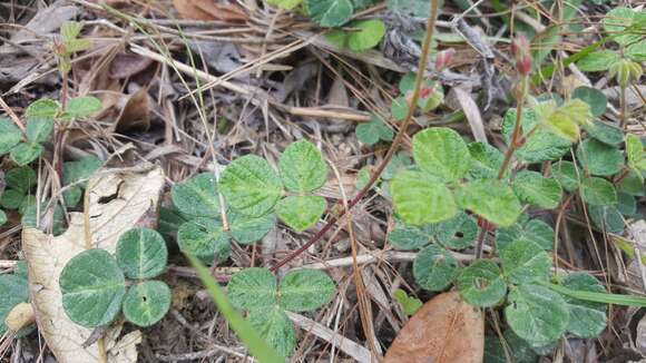 Image of Desmodium molliculum (Kunth) DC.