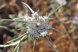 Image of Exoacantha heterophylla Labill.