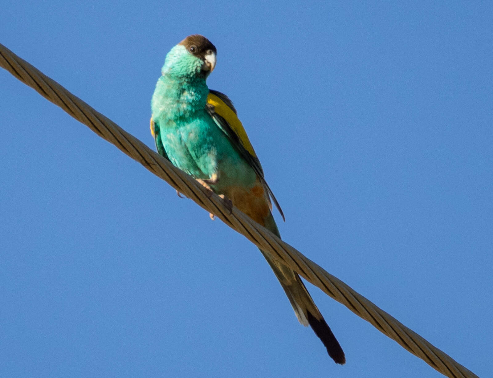 Image of Hooded Parrot